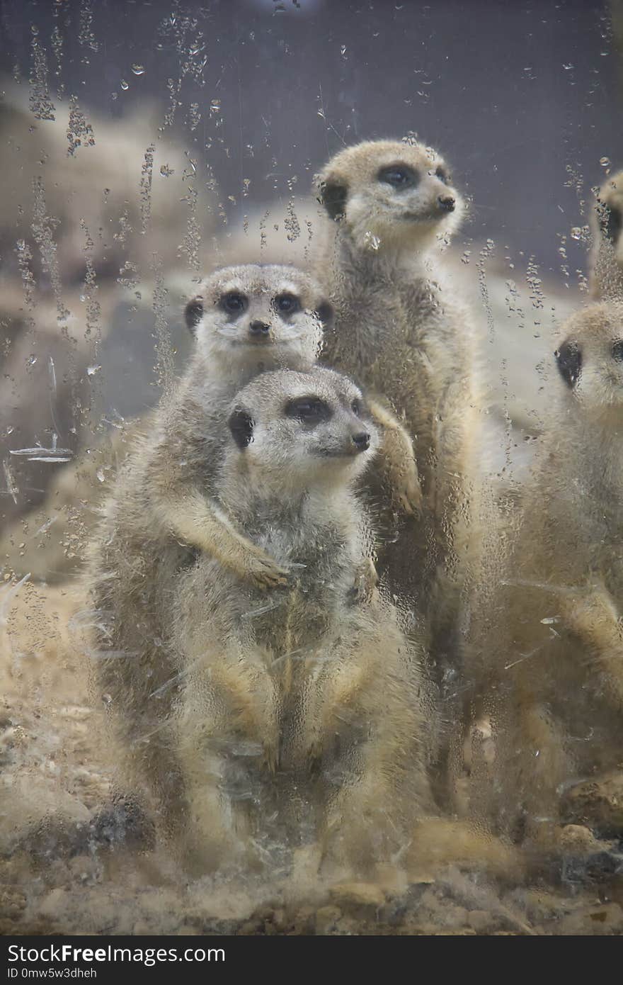 Family photo of meerkats behind the glass