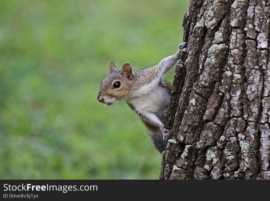 A portrait of a grey tree squirrel hanging on some tree bark. A portrait of a grey tree squirrel hanging on some tree bark