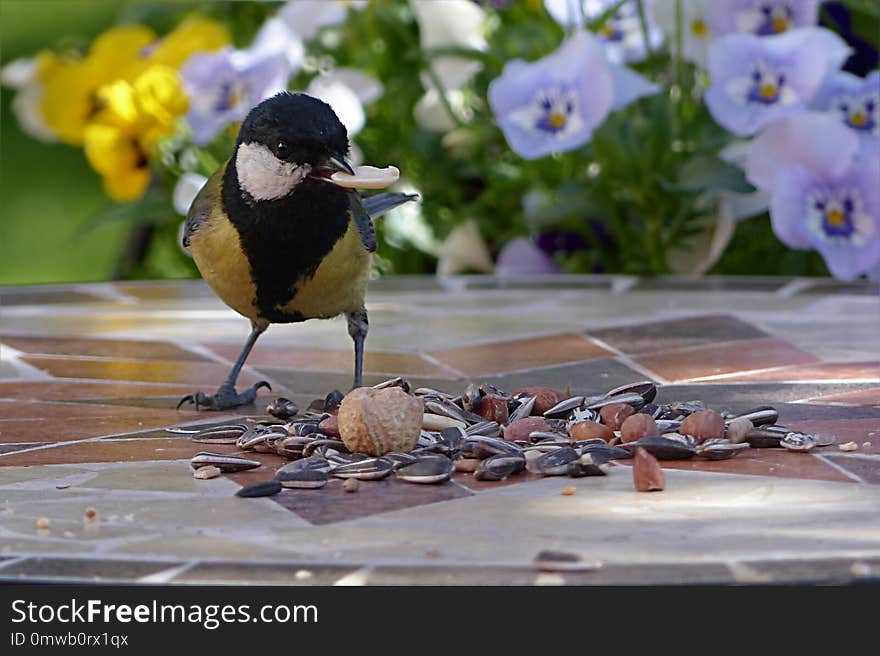 Bird, Fauna, Beak, Perching Bird