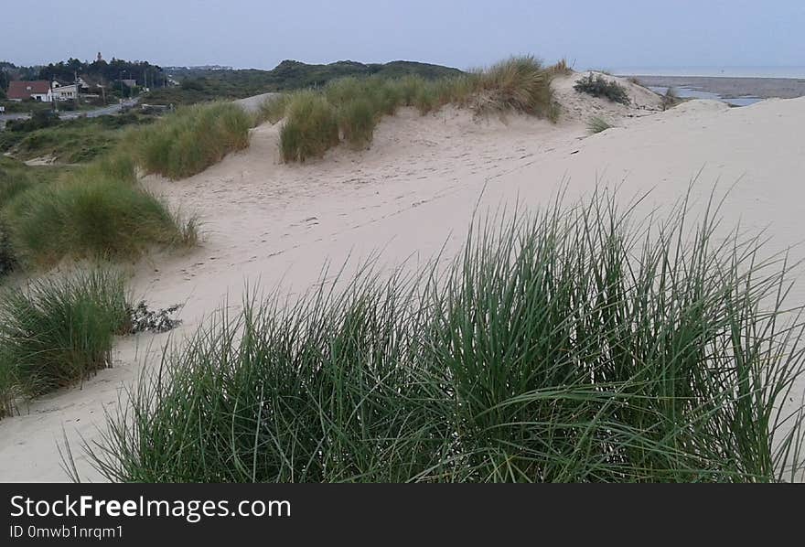 Ecosystem, Vegetation, Sand, Dune