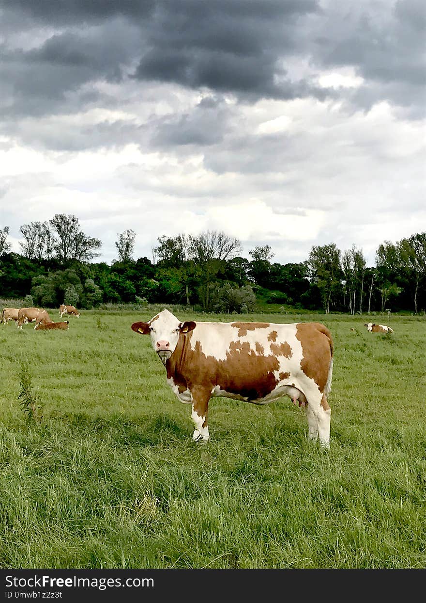 Dairy Cow, Cattle Like Mammal, Grassland, Pasture