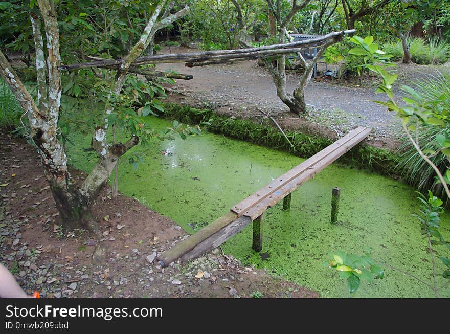 Nature Reserve, Vegetation, Wetland, Water Resources