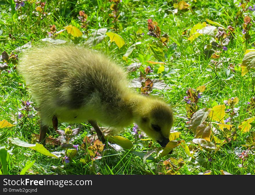 Bird, Fauna, Wildlife, Nature Reserve