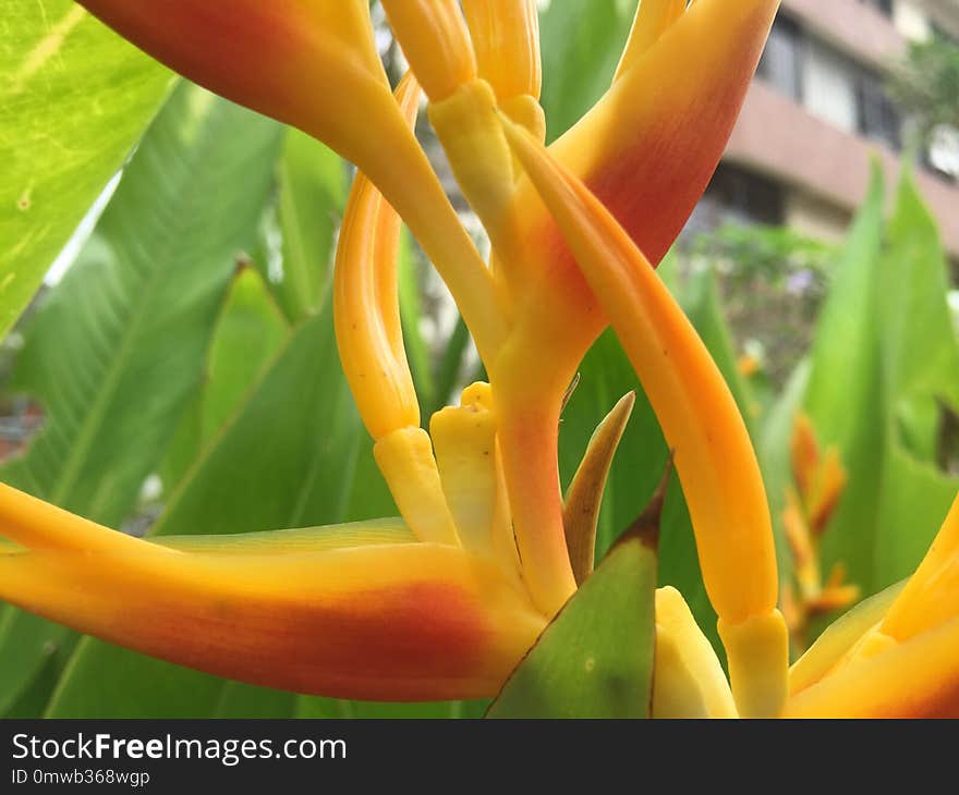 Yellow, Plant, Flora, Heliconia