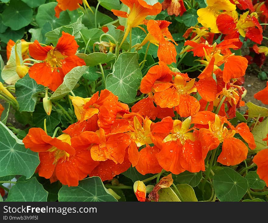 Flower, Plant, Annual Plant, Primula