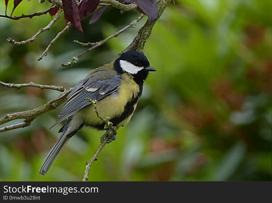 Bird, Beak, Fauna, Branch