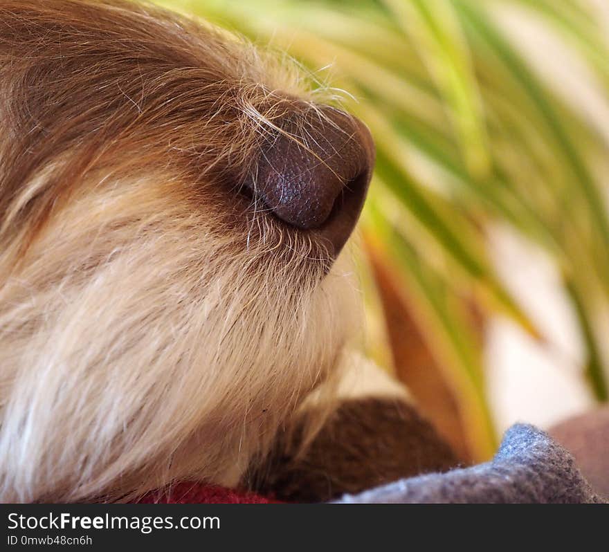 Nose, Close Up, Whiskers, Snout