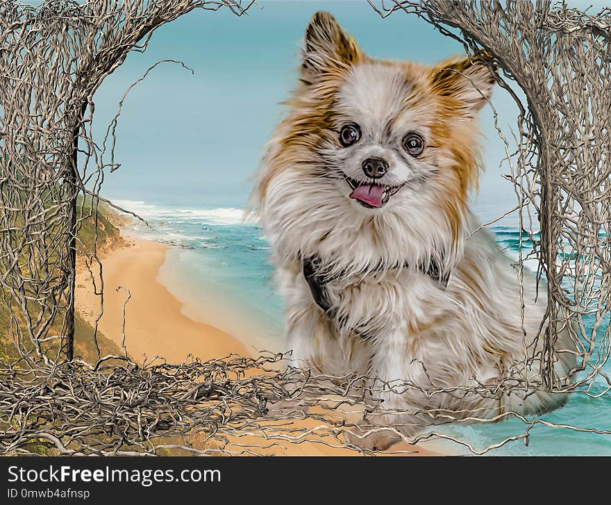 Dog, Dog Breed, Dog Like Mammal, Pomeranian