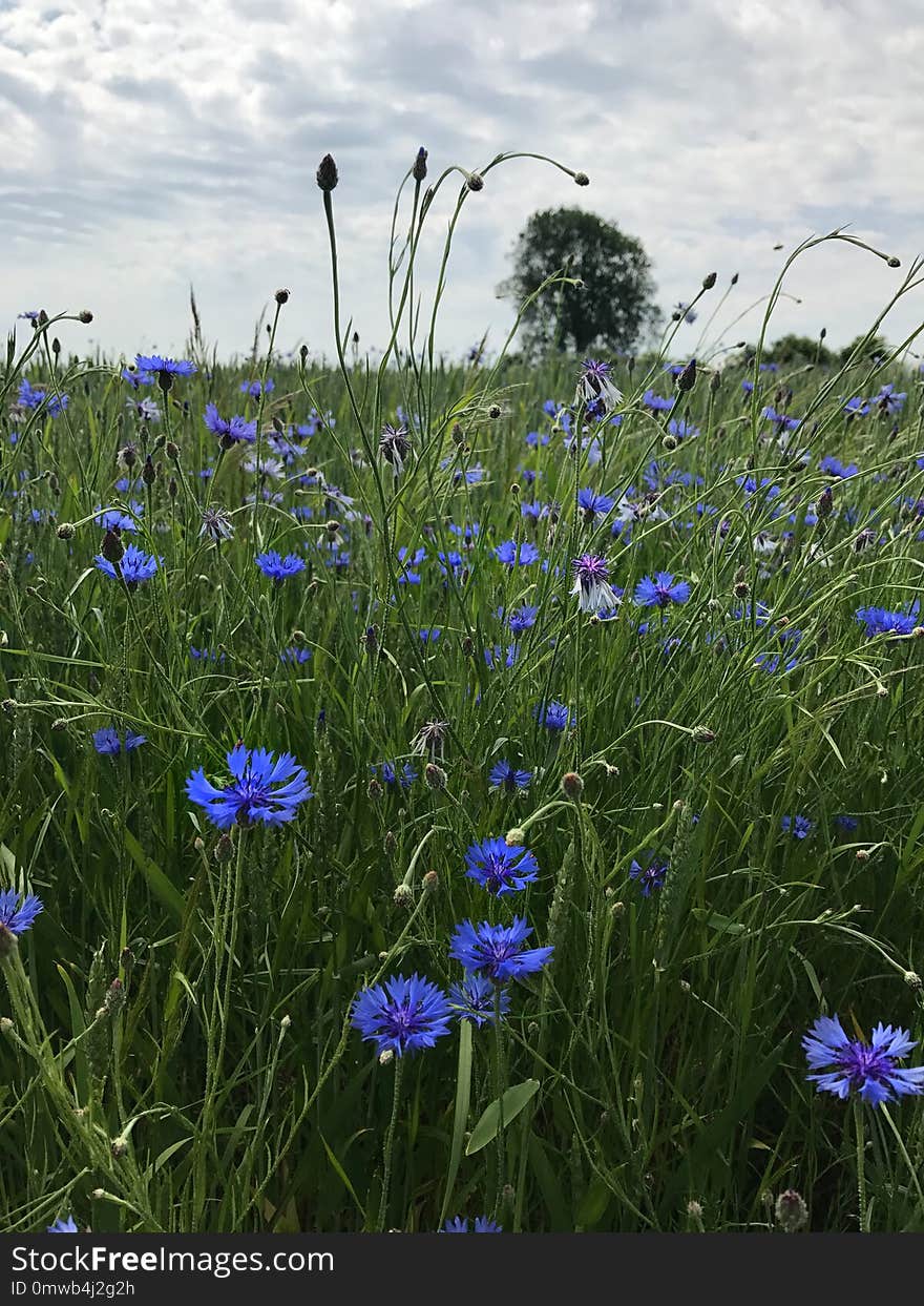 Meadow, Ecosystem, Wildflower, Flora