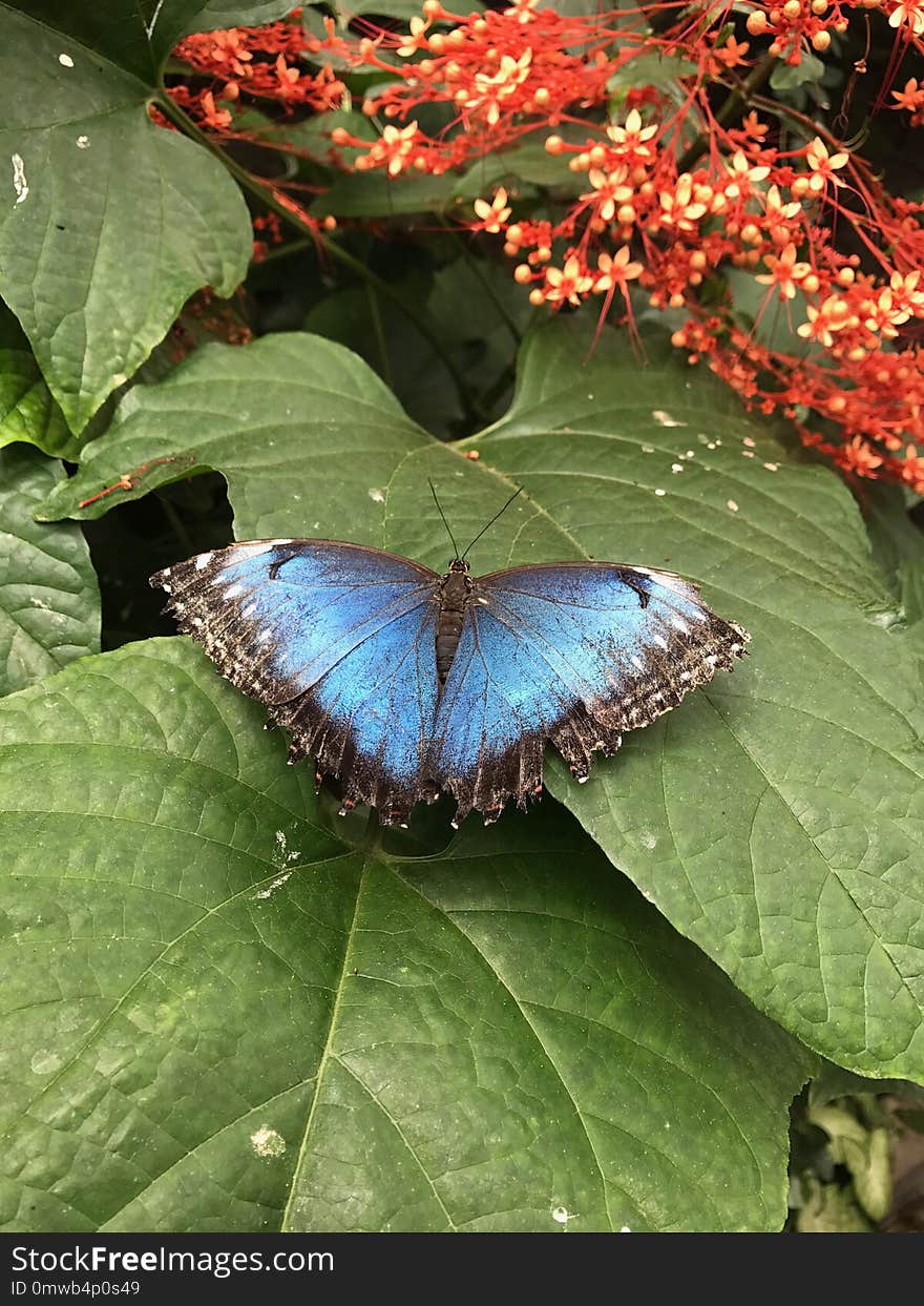 Butterfly, Moths And Butterflies, Insect, Lycaenid