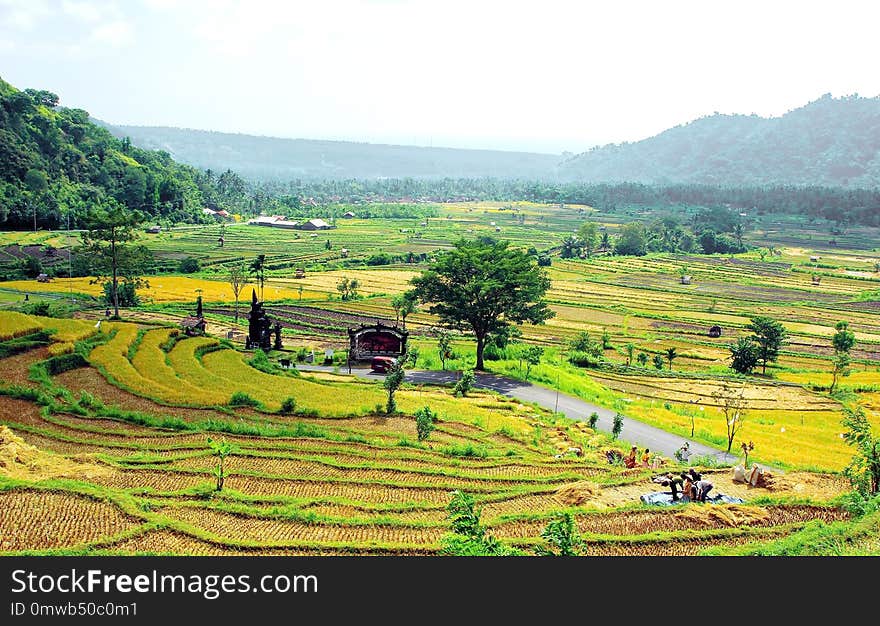 Field, Agriculture, Paddy Field, Hill Station