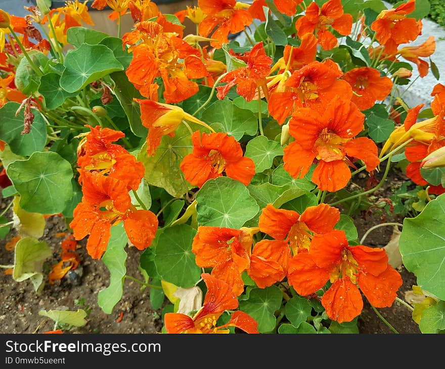 Flower, Plant, Annual Plant, Cordia Sebestena