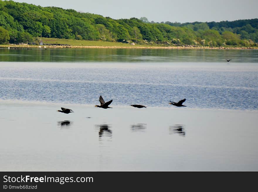 Water, Lake, Reservoir, Fauna