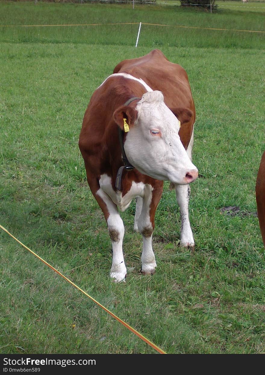 Cattle Like Mammal, Pasture, Fauna, Dairy Cow