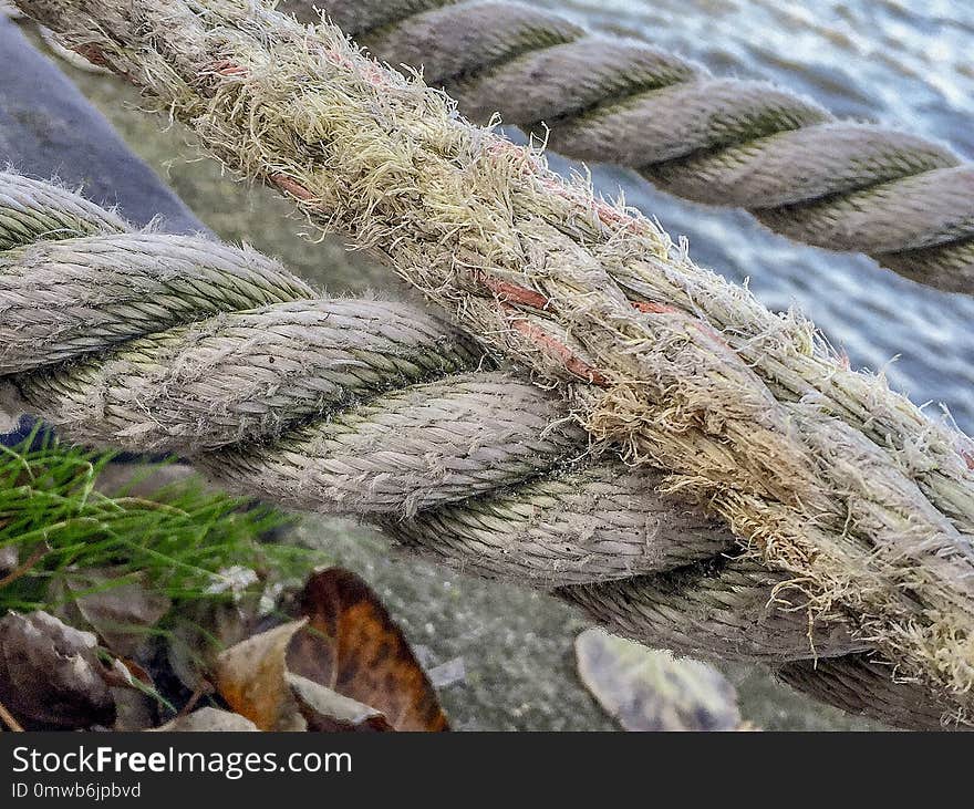 Rope, Grass, Grass Family, Plant