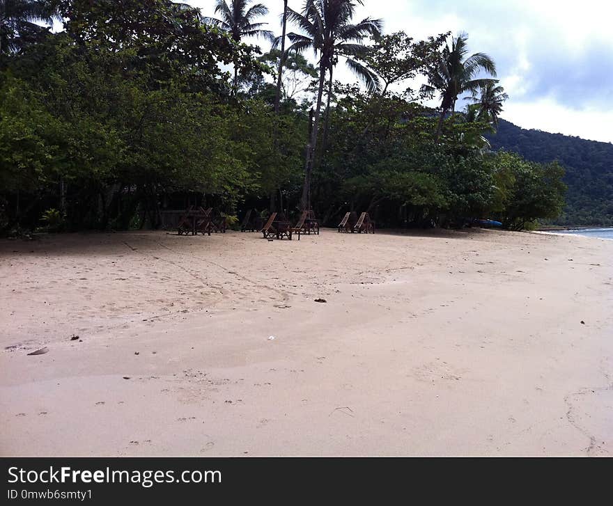 Beach, Body Of Water, Shore, Tree