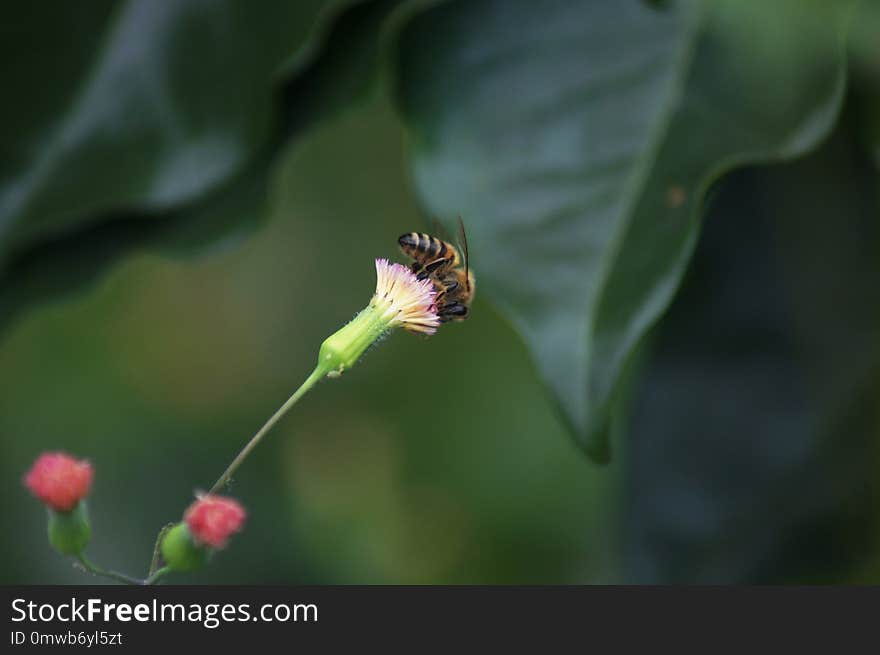 Insect, Nectar, Membrane Winged Insect, Honey Bee