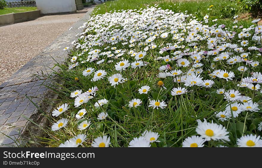 Flower, Plant, Oxeye Daisy, Flowering Plant