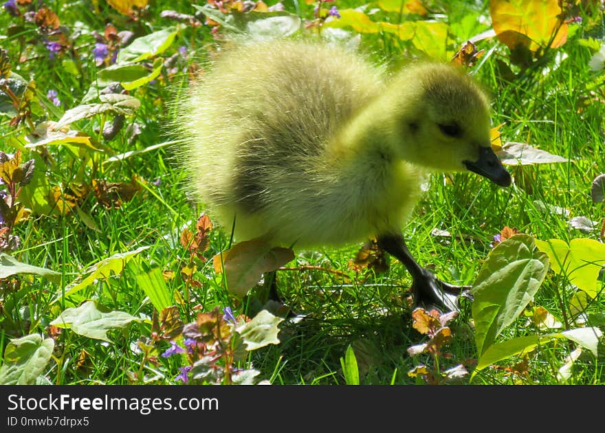 Bird, Fauna, Water Bird, Beak