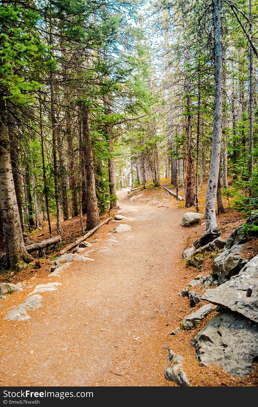 Path, Wilderness, Tree, Trail