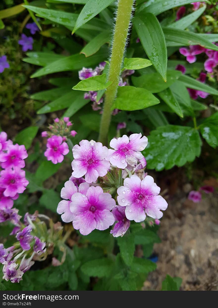 Flower, Plant, Flora, Flowering Plant