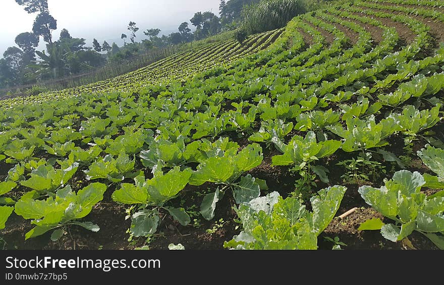 Agriculture, Plant, Field, Vineyard