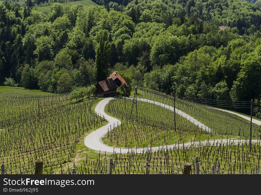 Agriculture, Field, Path, Hill Station