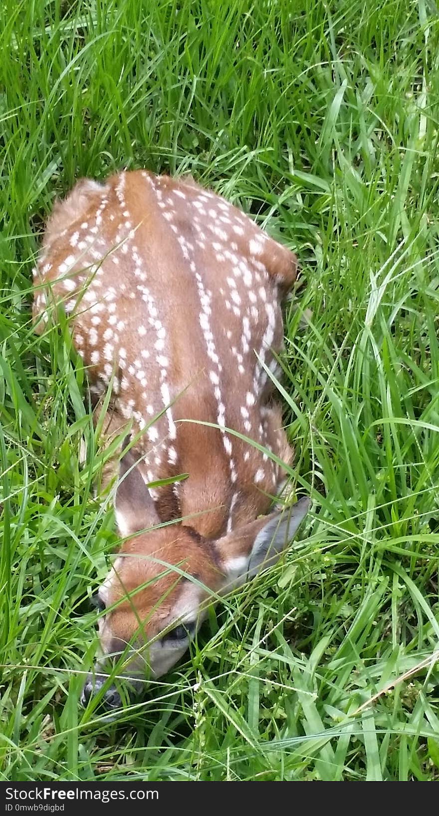 Grass, Terrestrial Animal, Fauna, Grass Family