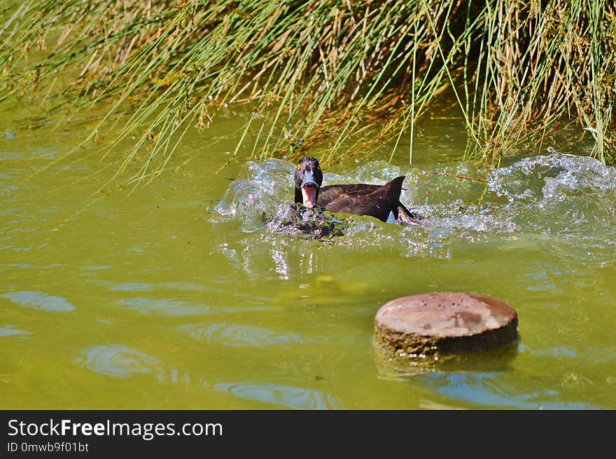 Bird, Water, Fauna, Duck