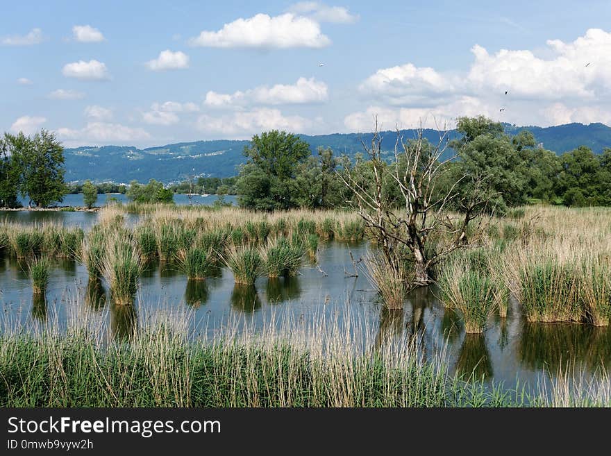 Wetland, Nature Reserve, Ecosystem, Marsh