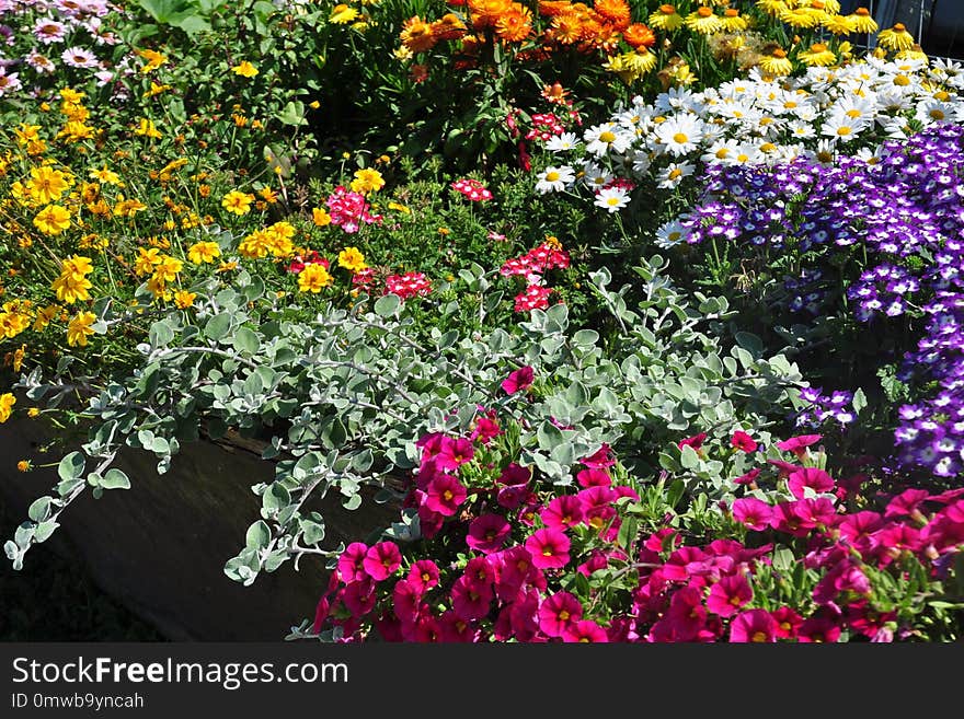 Flower, Plant, Flora, Flowering Plant