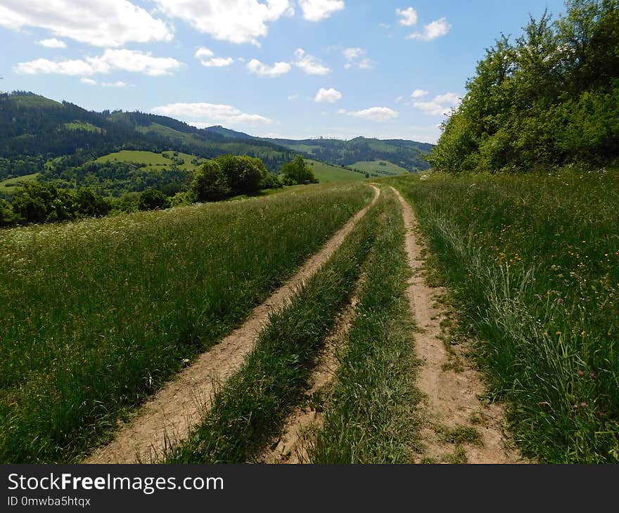 Road, Path, Grassland, Vegetation