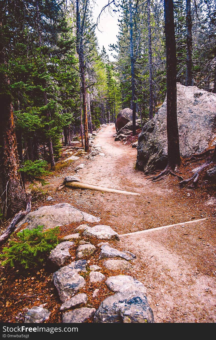 Path, Wilderness, Tree, Trail