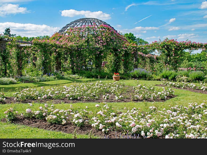 Garden, Botanical Garden, Plant, Vegetation