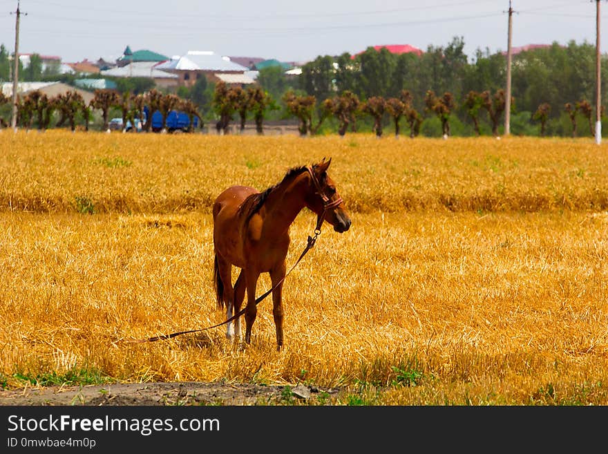 Grassland, Field, Ecosystem, Horse