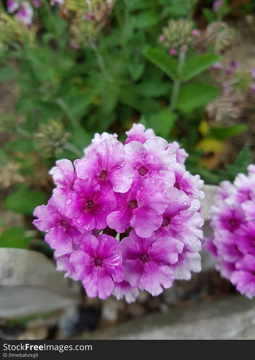 Flower, Plant, Pink, Purple