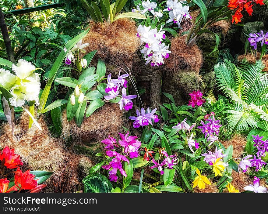 Plant, Flower, Flora, Flowering Plant