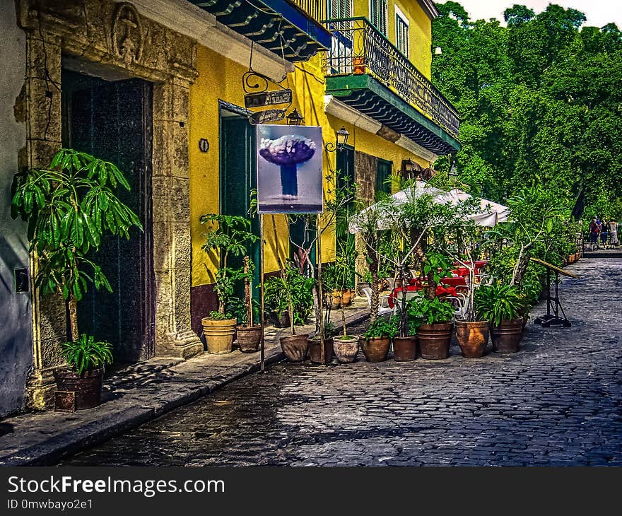 Town, Plant, Tree, Leaf