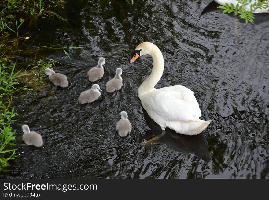 Bird, Water Bird, Swan, Ducks Geese And Swans