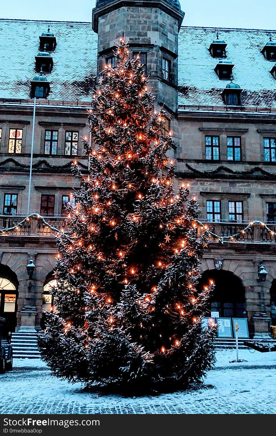 Christmas Tree, Tree, Winter, Woody Plant