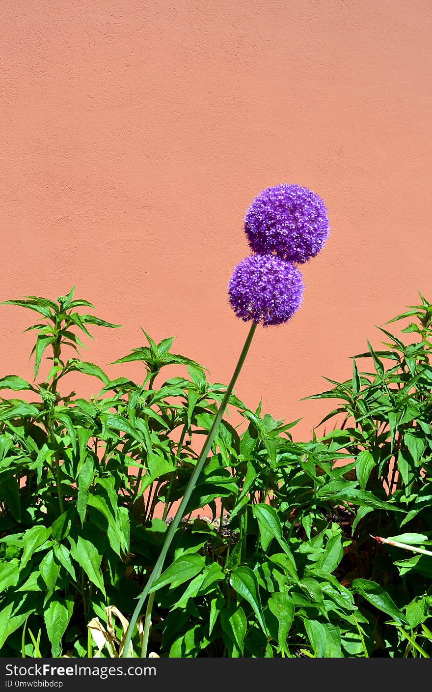 Plant, Flower, Purple, Flora