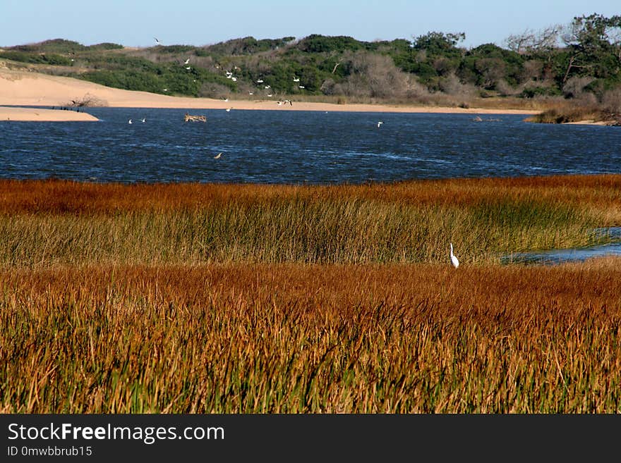 Ecosystem, Nature Reserve, Wetland, Marsh