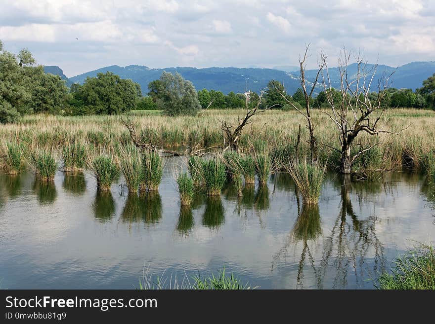 Reflection, Wetland, Nature Reserve, Water