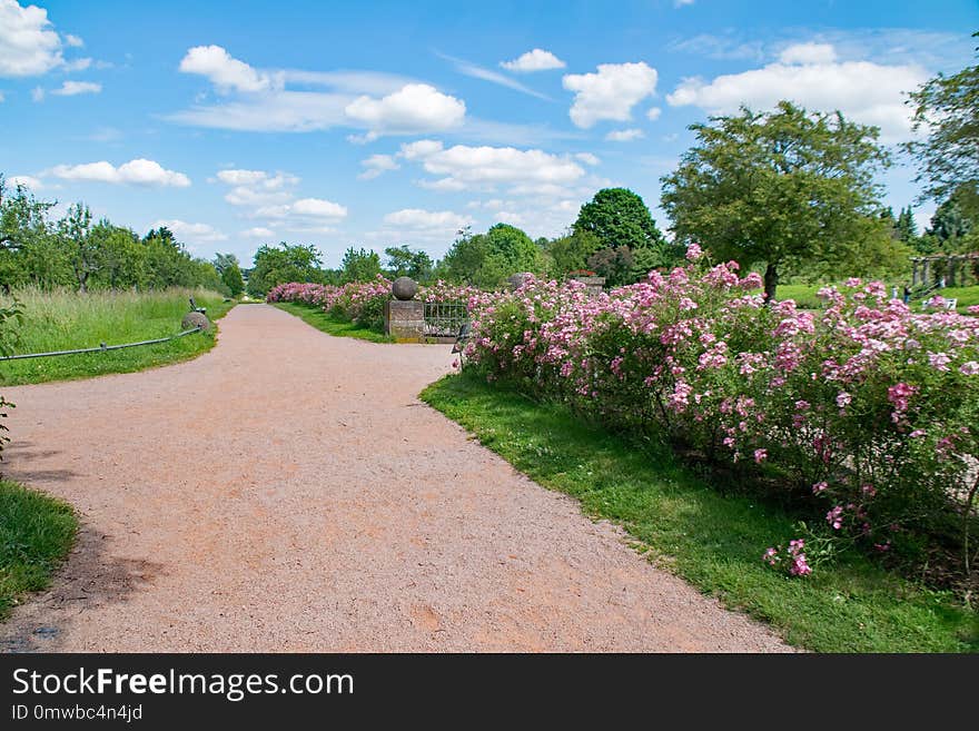 Flower, Sky, Vegetation, Plant