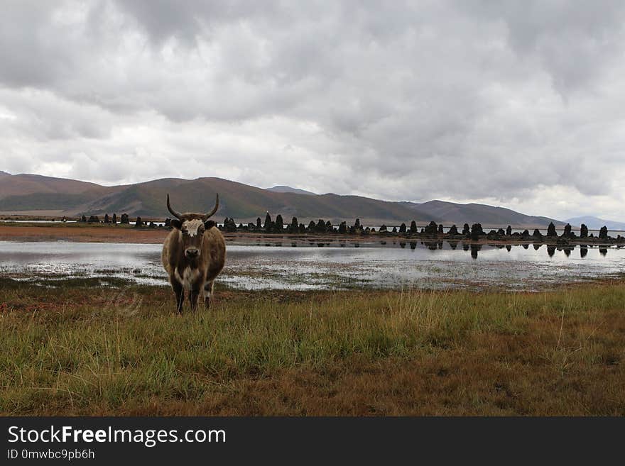 Ecosystem, Sky, Wildlife, Highland