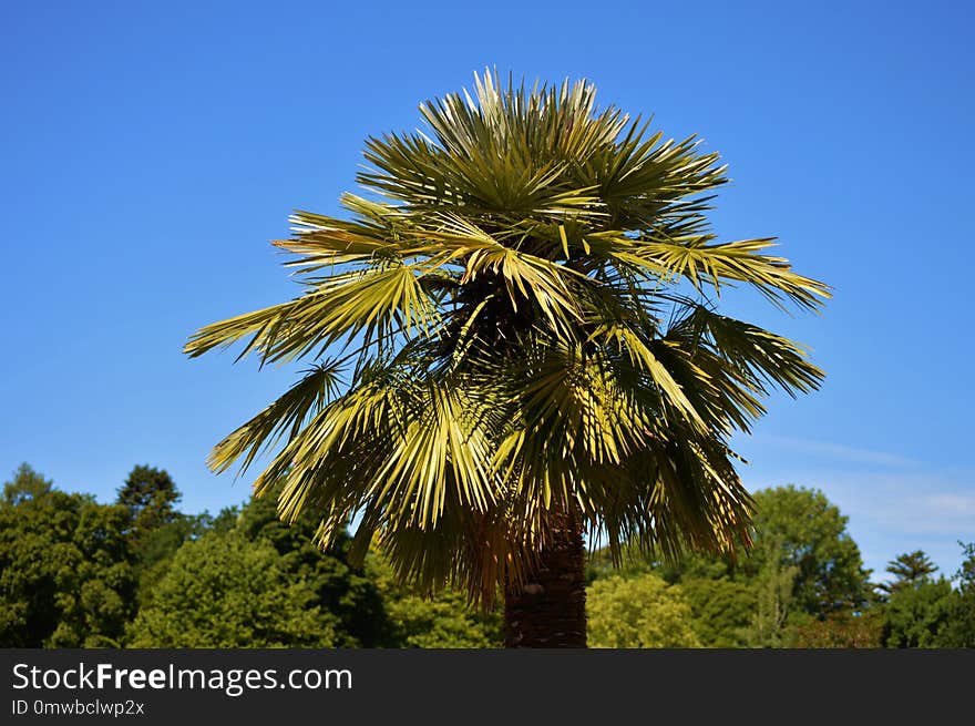 Tree, Sky, Borassus Flabellifer, Vegetation