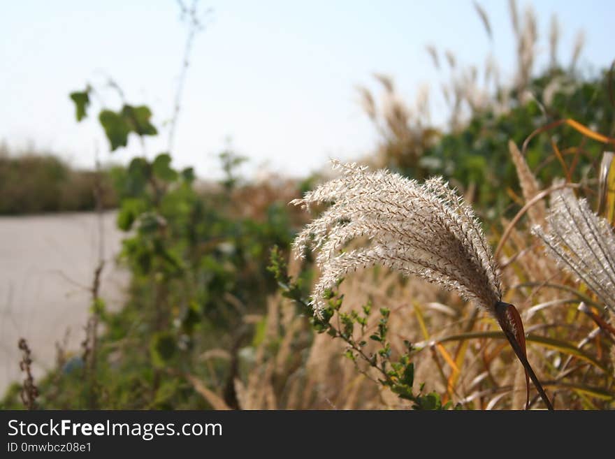 Vegetation, Grass, Plant, Grass Family