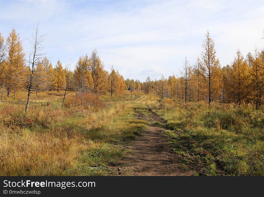 Ecosystem, Path, Wilderness, Nature Reserve