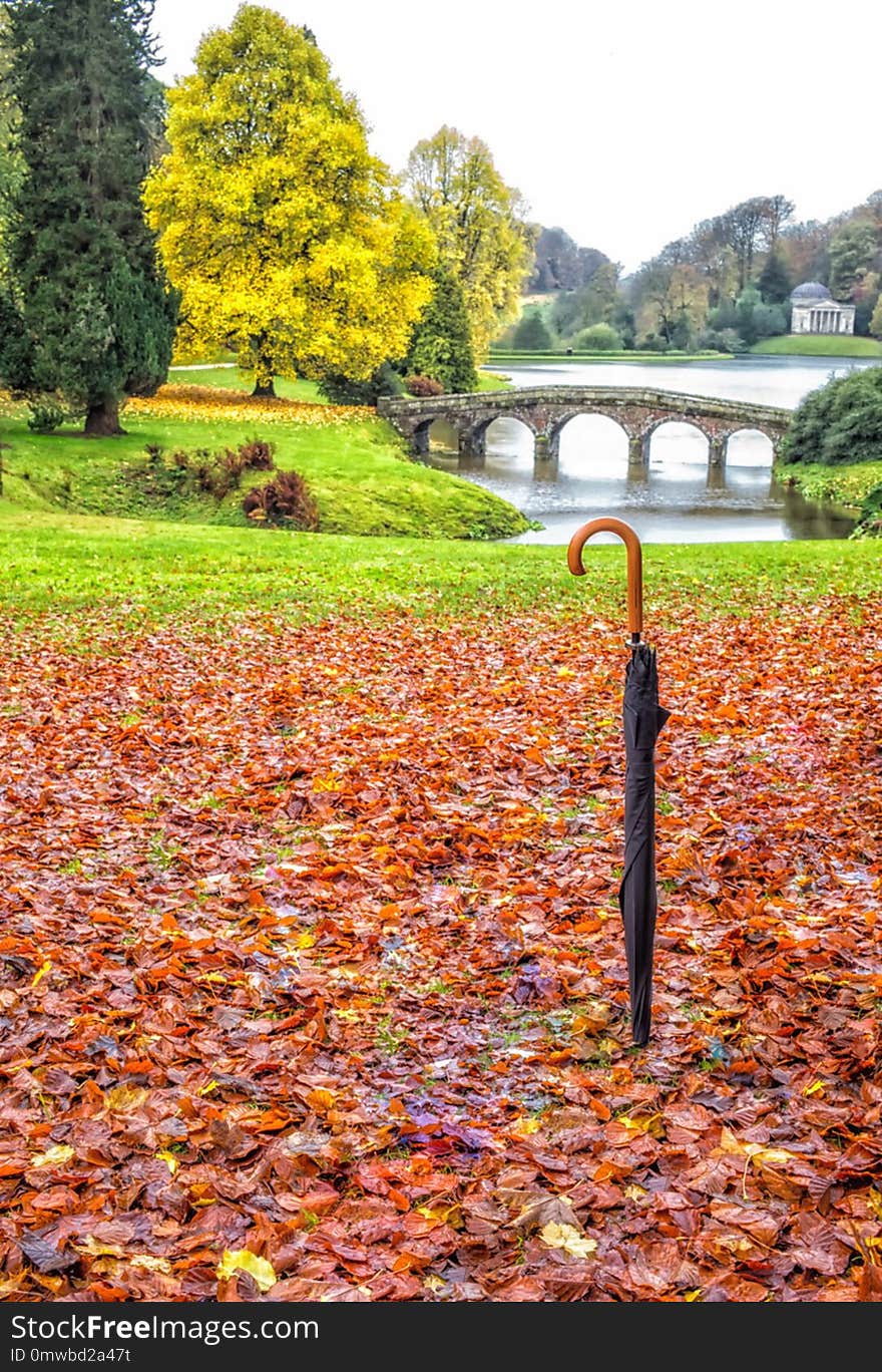 Leaf, Nature, Autumn, Water