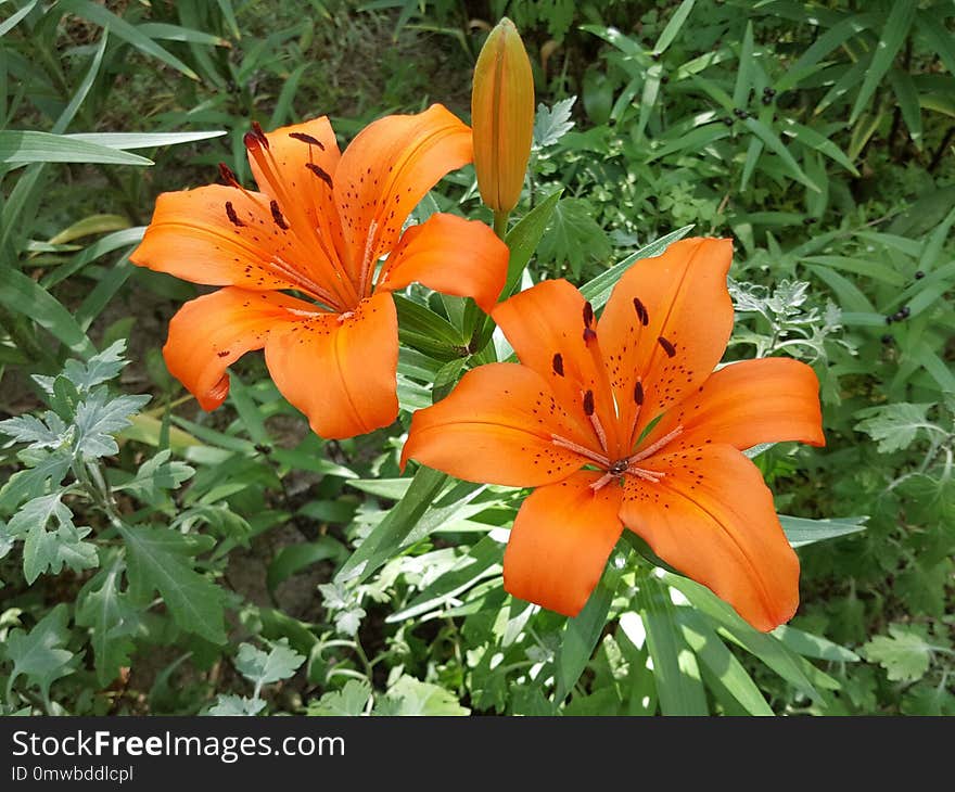 Flower, Lily, Plant, Orange Lily